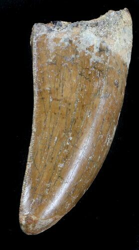 Thick, Carcharodontosaurus Tooth #37024